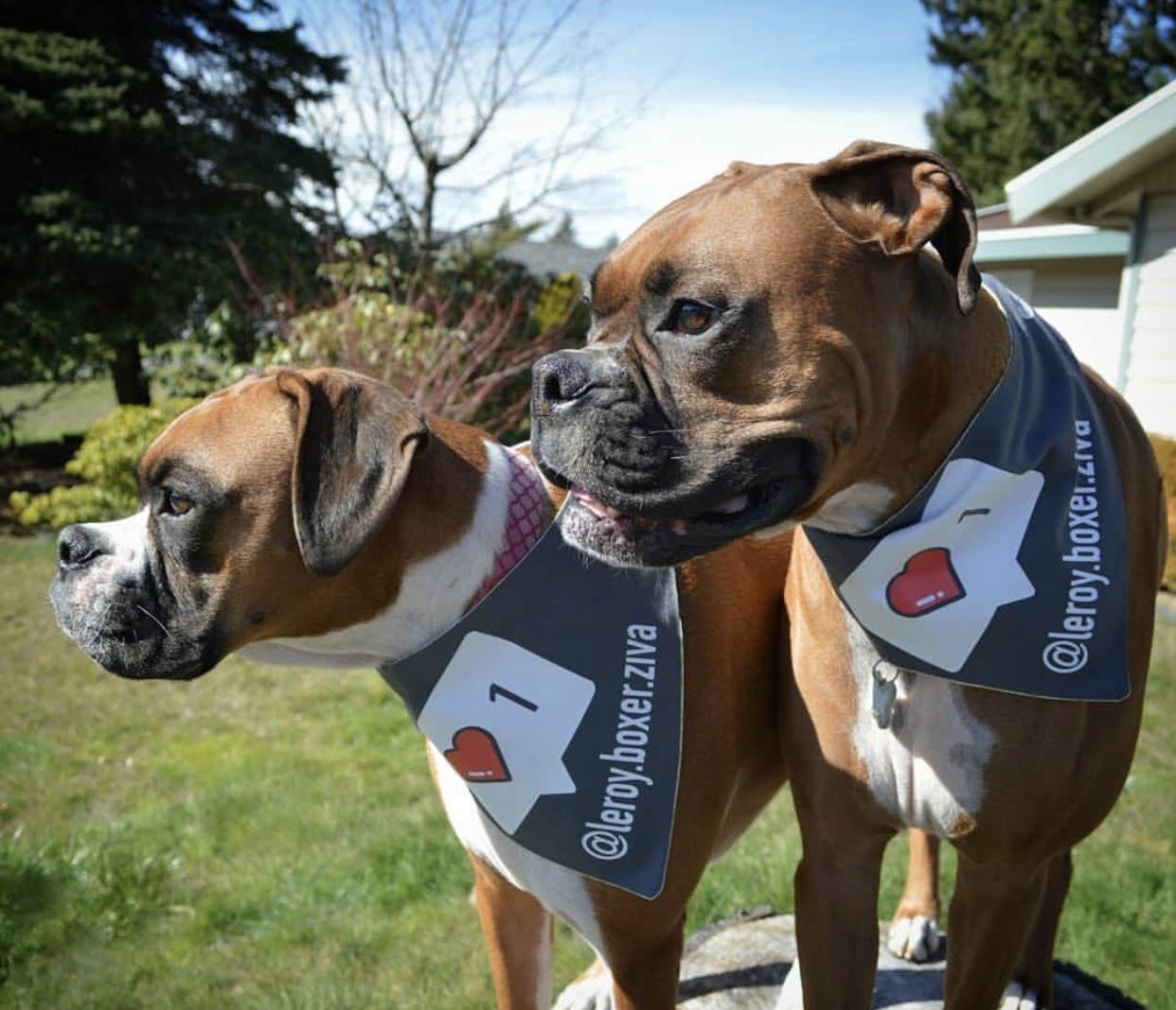 Insta-Like with IG Handle